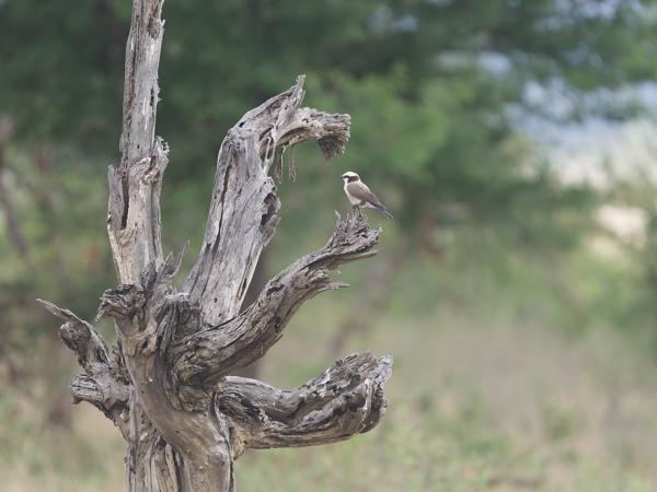 <h3><a href="/trips/tanzania/biota/animalia/chordata/aves/040 passeriformes/048 laniidae/eurocephalus ruppelli/eurocephalus ruppelli-nl.html">Eurocephalus&nbsp;ruppelli</a> / Northern&nbsp;white‑crowned&nbsp;shrike / Rüppells&nbsp;witkruinklauwier</h3>OM-1 Mark II met OLYMPUS M.150-400mm F4.5, 1/2000 sec  bij F4.5, ISO 2000, afstand 41.3&nbsp;m